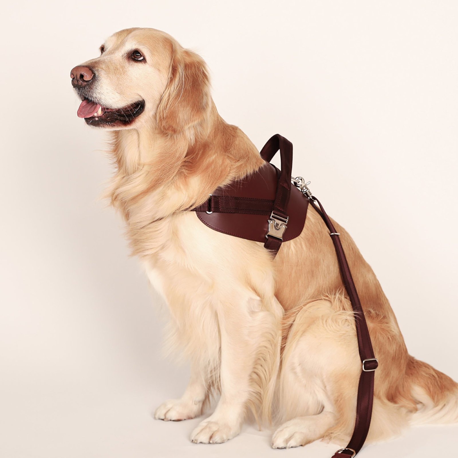 Saddle Harness Burgundy – Premium Adjustable Saddle Harness for Dogs | Glawn™ - Image 4