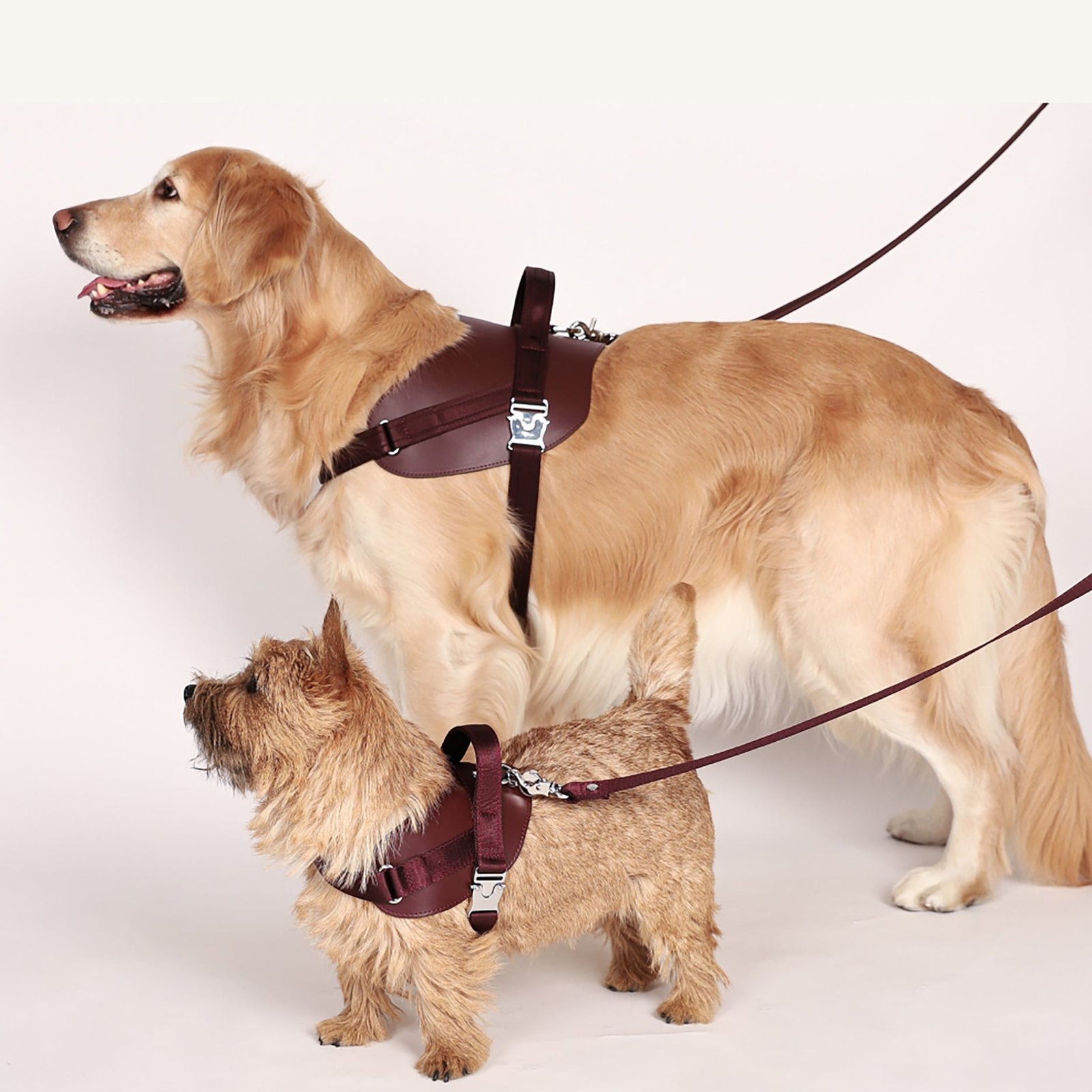 Saddle Harness Burgundy – Premium Adjustable Saddle Harness for Dogs | Glawn™ - Image 12