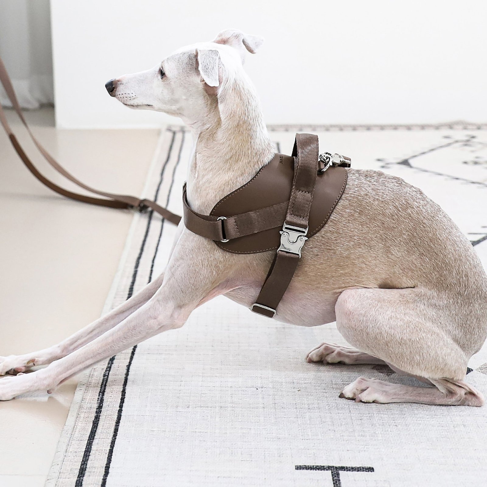 Saddle Harness Mocha – Premium Adjustable Saddle Harness for Dogs | Glawn™ - Image 14