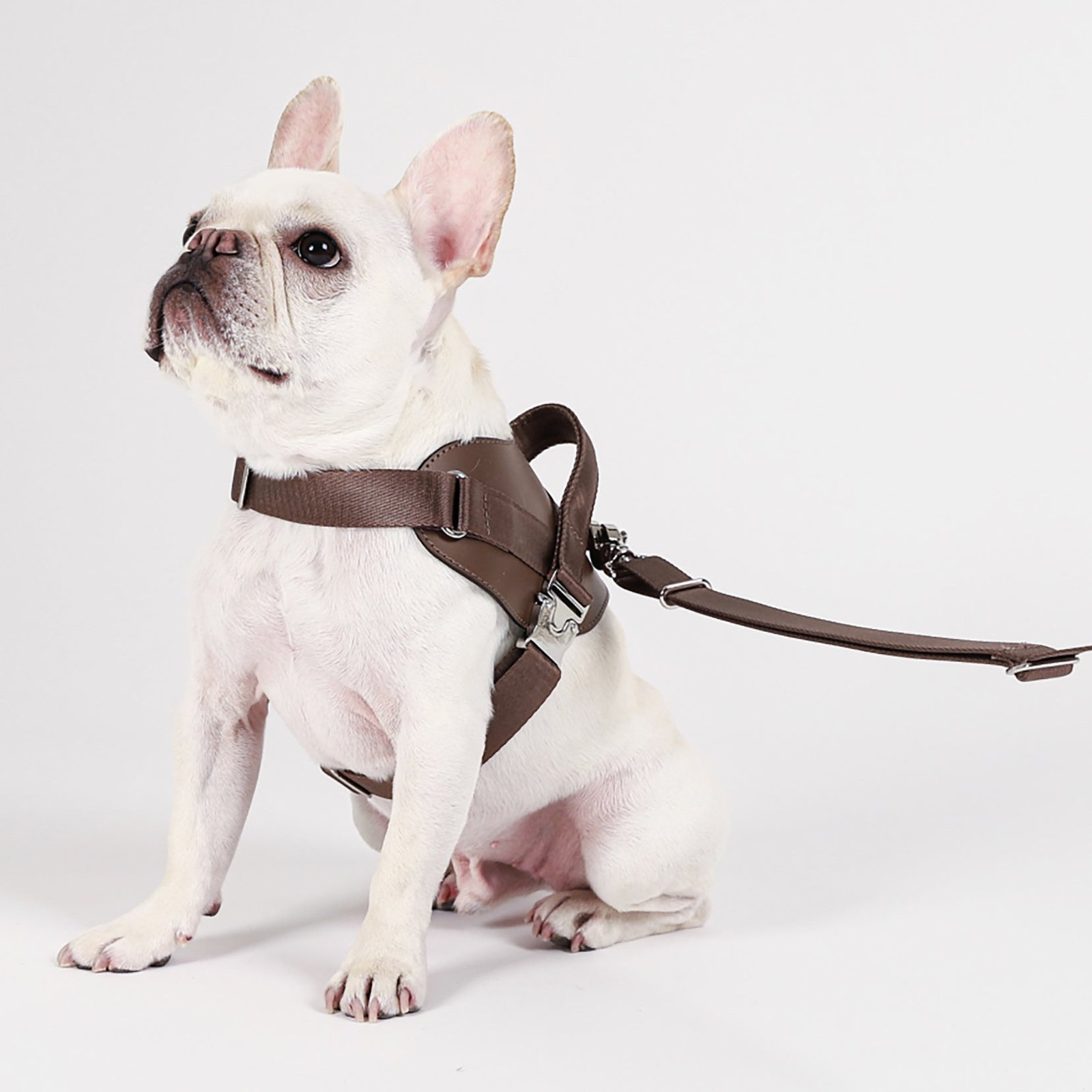 Saddle Harness Mocha – Premium Adjustable Saddle Harness for Dogs | Glawn™ - Image 25