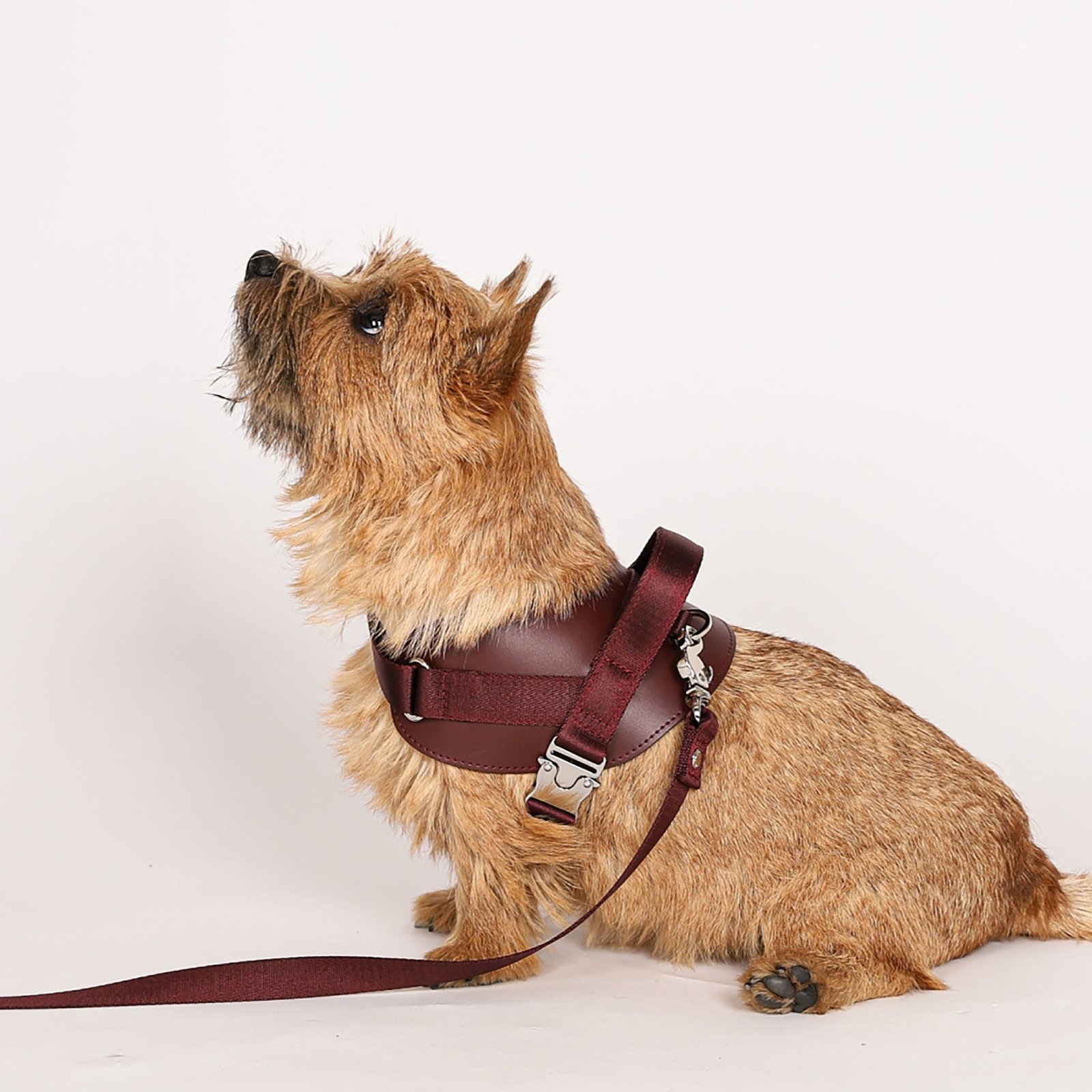 Saddle Harness Burgundy – Premium Adjustable Saddle Harness for Dogs | Glawn™ - Image 14