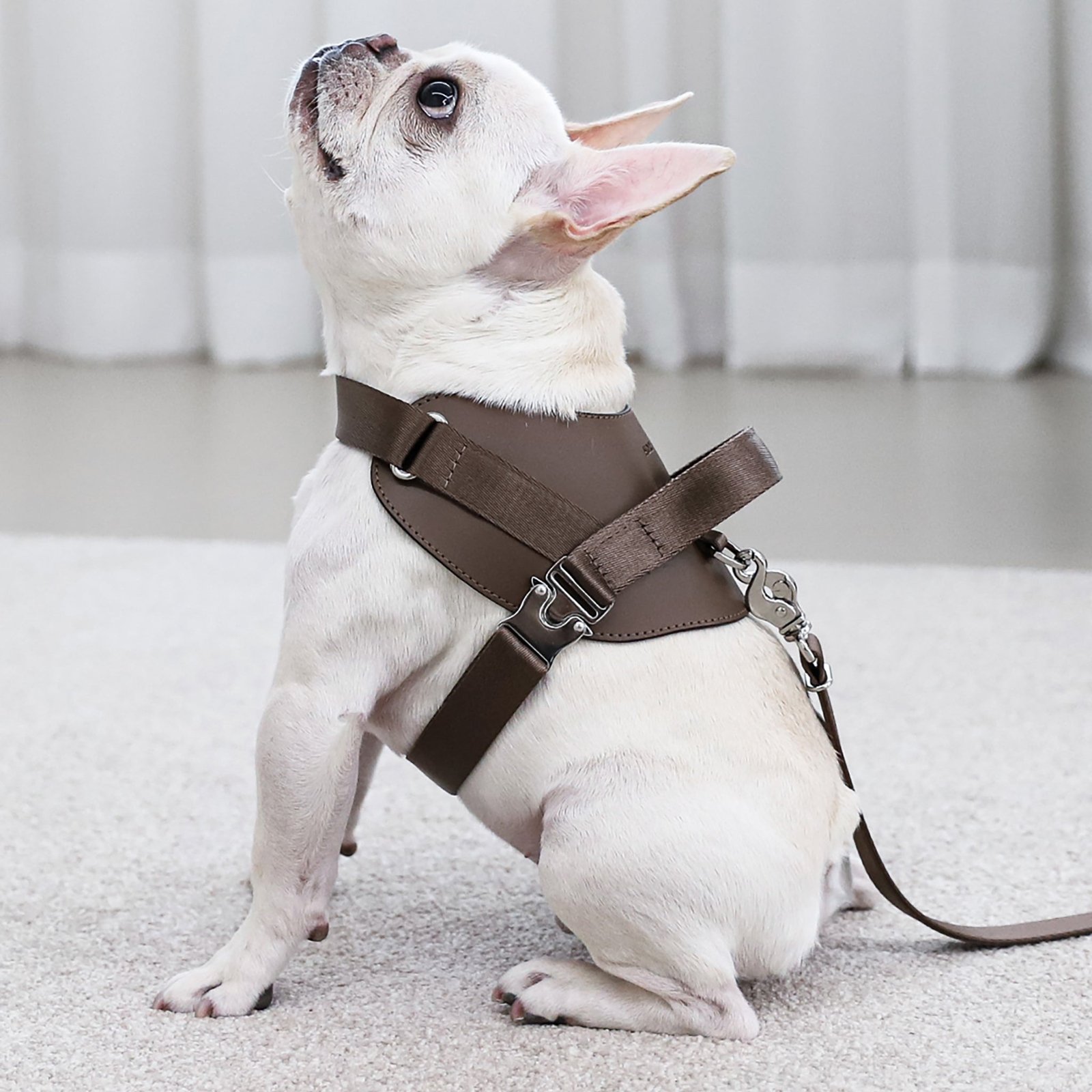 Saddle Harness Mocha – Premium Adjustable Saddle Harness for Dogs | Glawn™ - Image 18