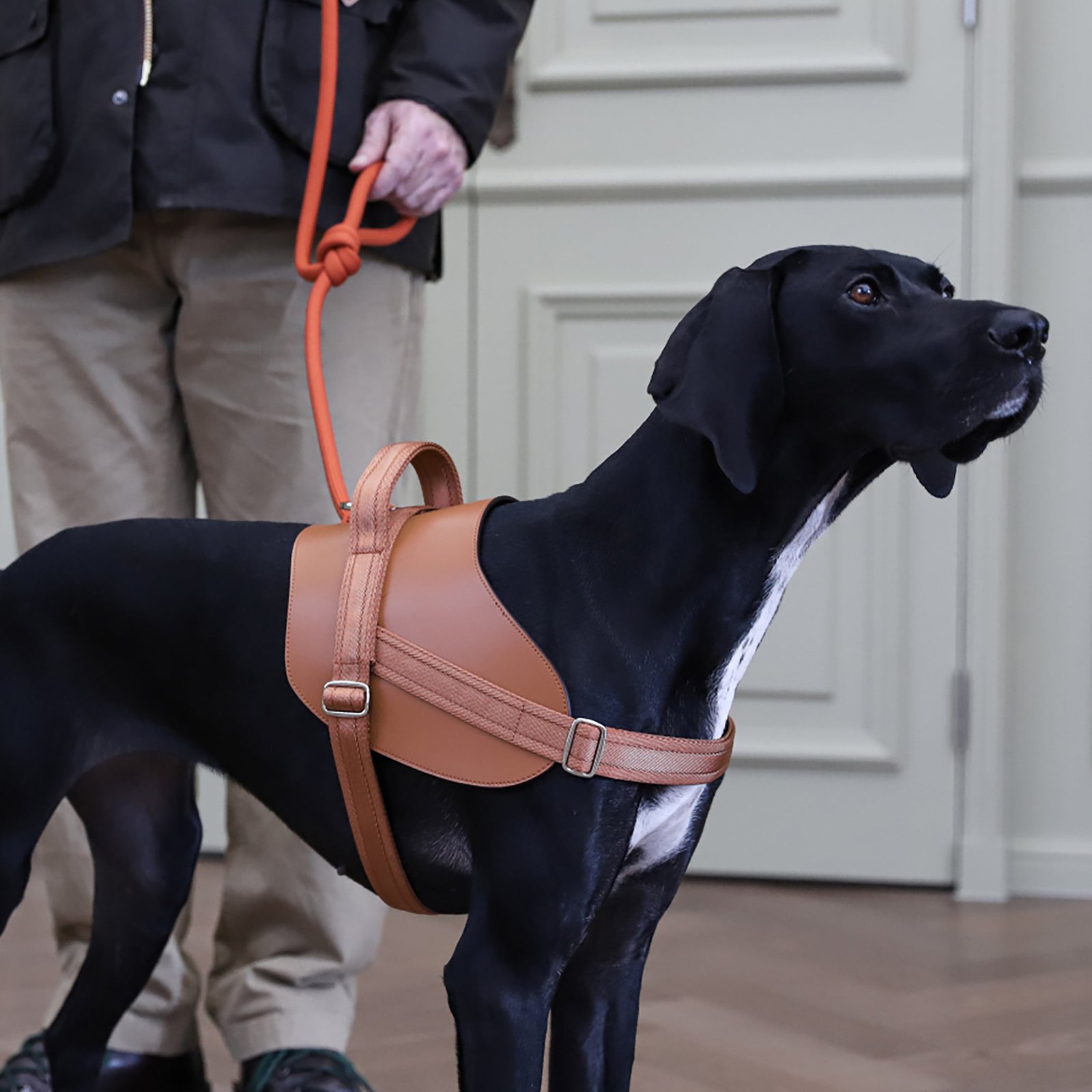 Saddle Harness Camel – Premium Adjustable Saddle Harness for Dogs | Glawn™ - Image 27