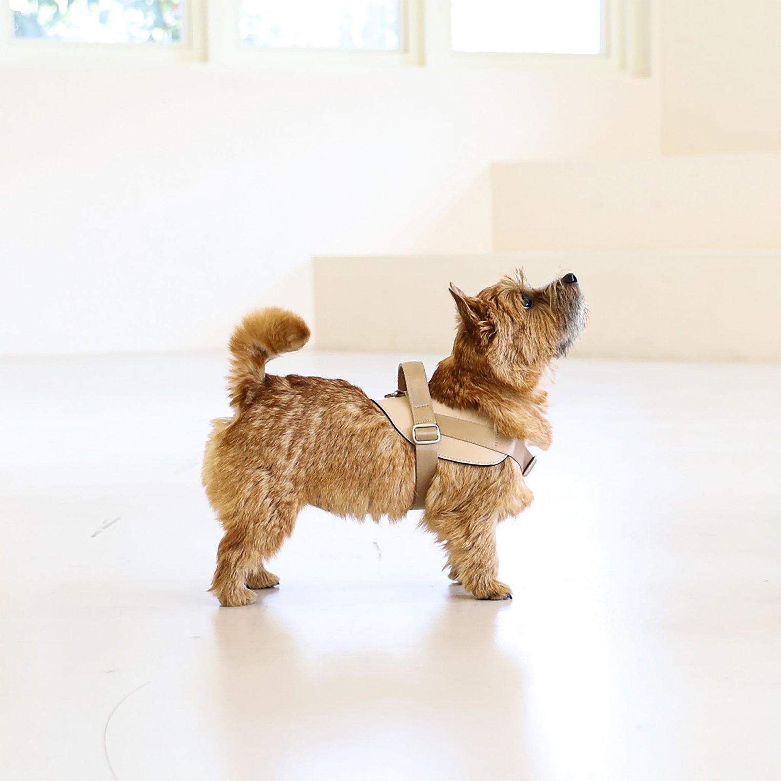 Saddle Harness Beige – Premium Adjustable Saddle Harness for Dogs | Glawn™ - Image 9