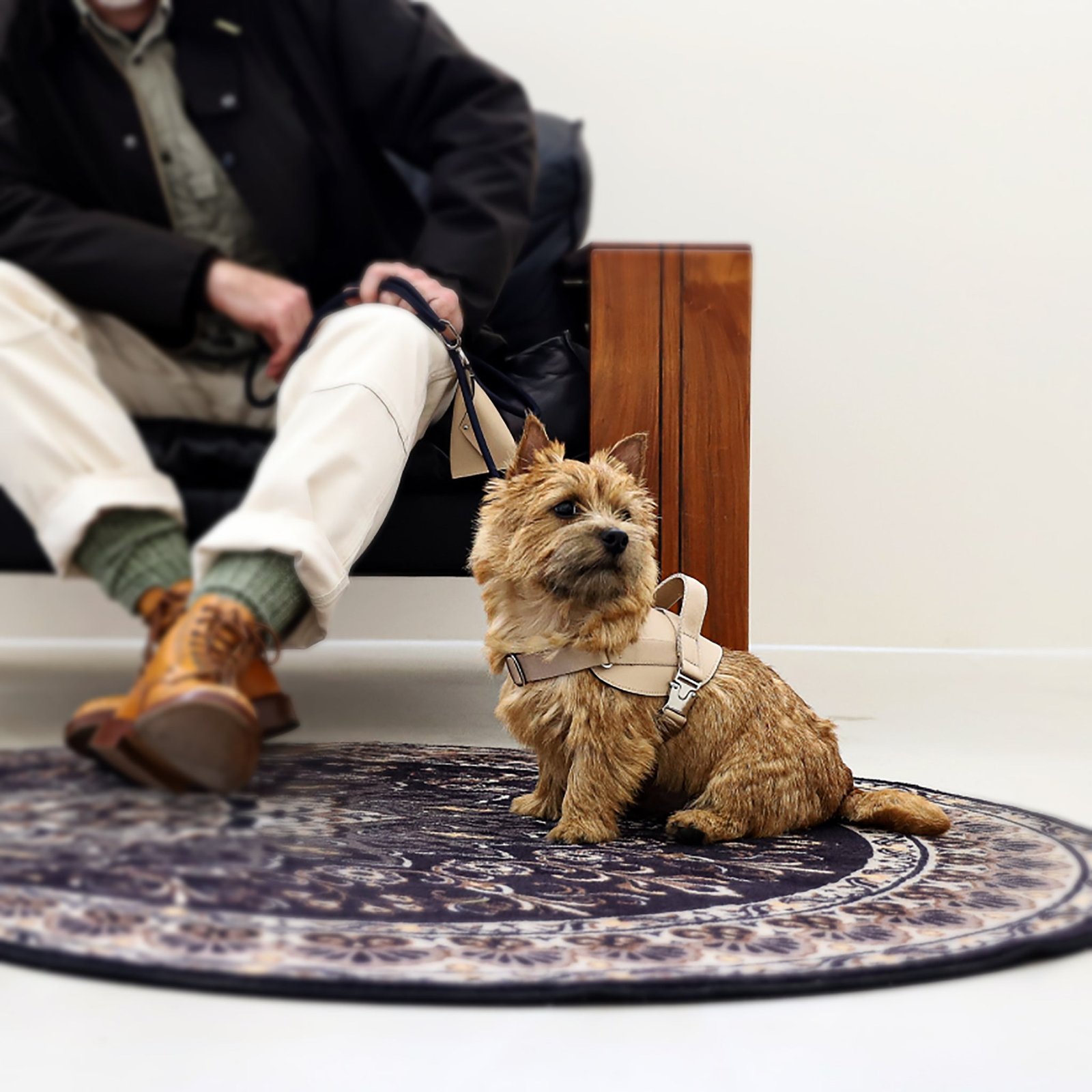 Saddle Harness Beige – Premium Adjustable Saddle Harness for Dogs | Glawn™ - Image 11