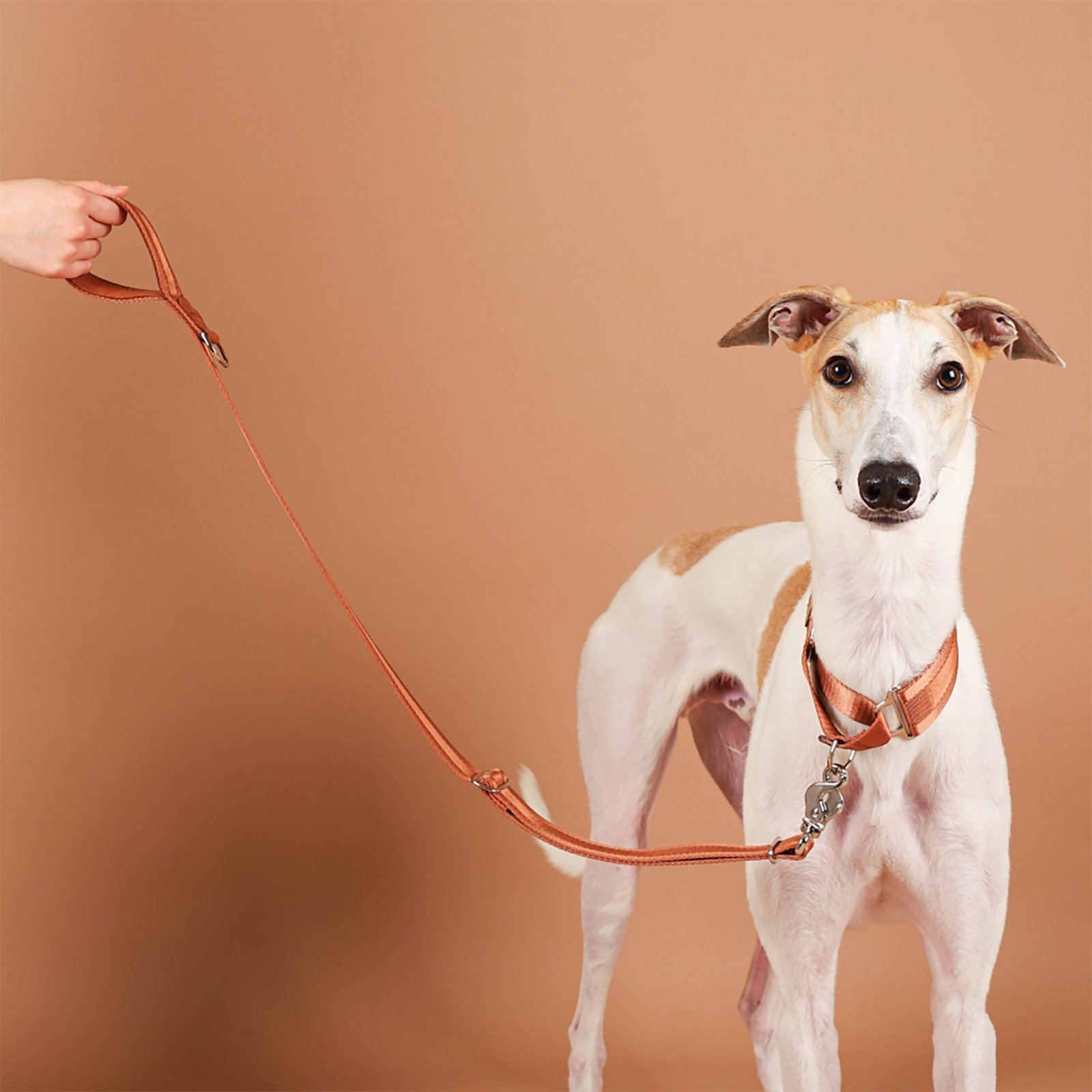 Camel Adjustable Short Dog Leash – Durable Nylon, Auto-Locking Clip, Soft Handle - Image 5