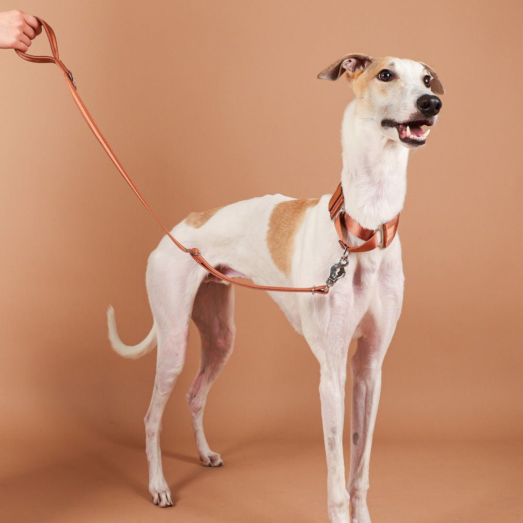 Camel Adjustable Short Dog Leash – Durable Nylon, Auto-Locking Clip, Soft Handle - Image 2