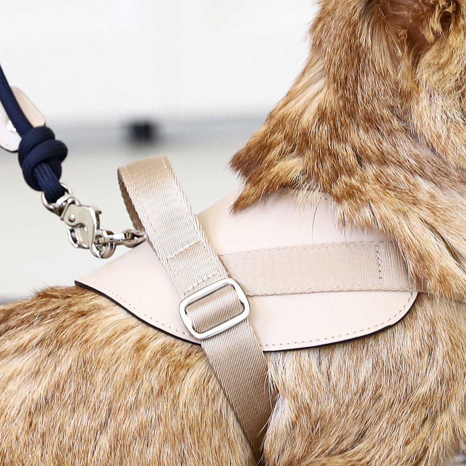 Saddle Harness Beige – Premium Adjustable Saddle Harness for Dogs | Glawn™ - Image 4