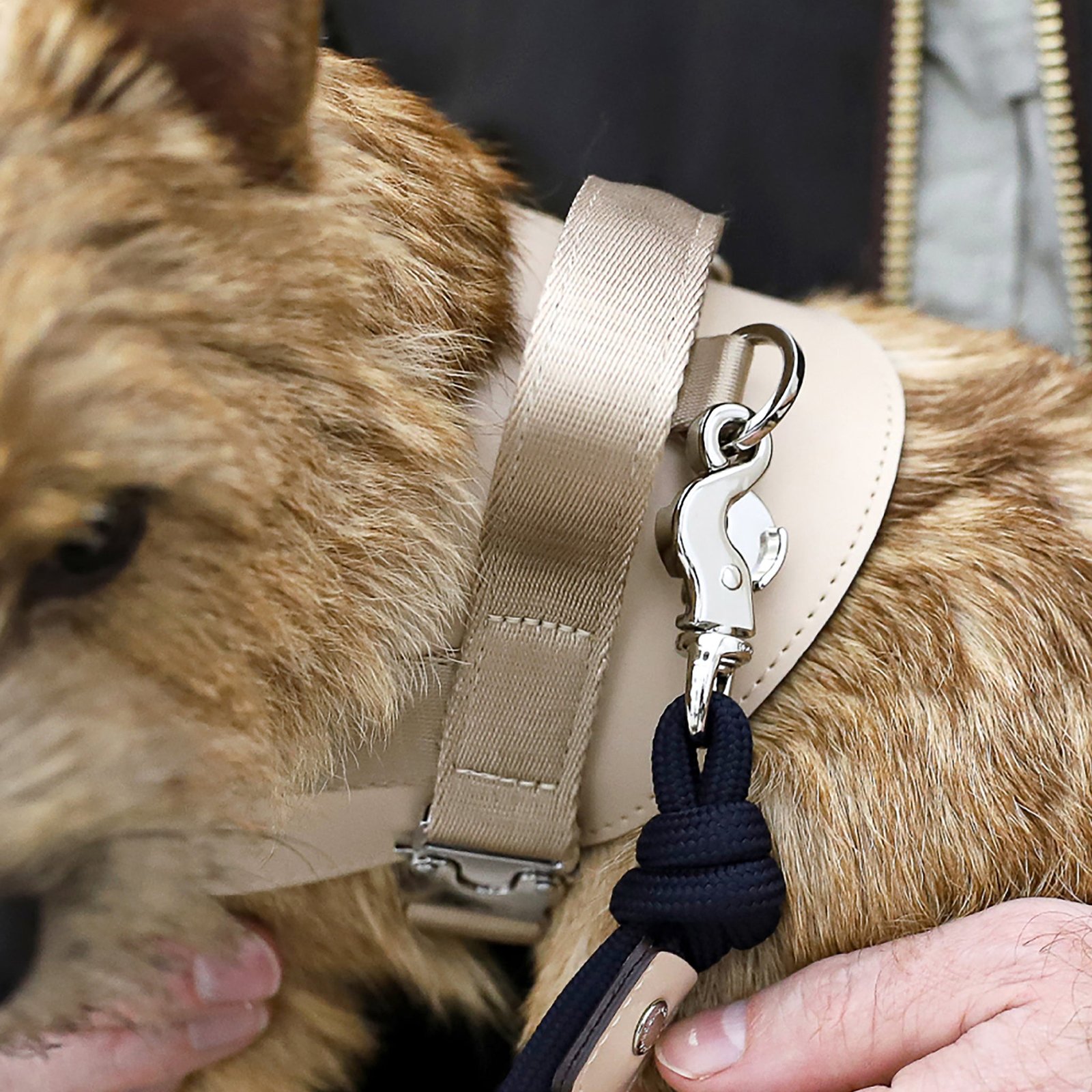 Saddle Harness Beige – Premium Adjustable Saddle Harness for Dogs | Glawn™ - Image 5