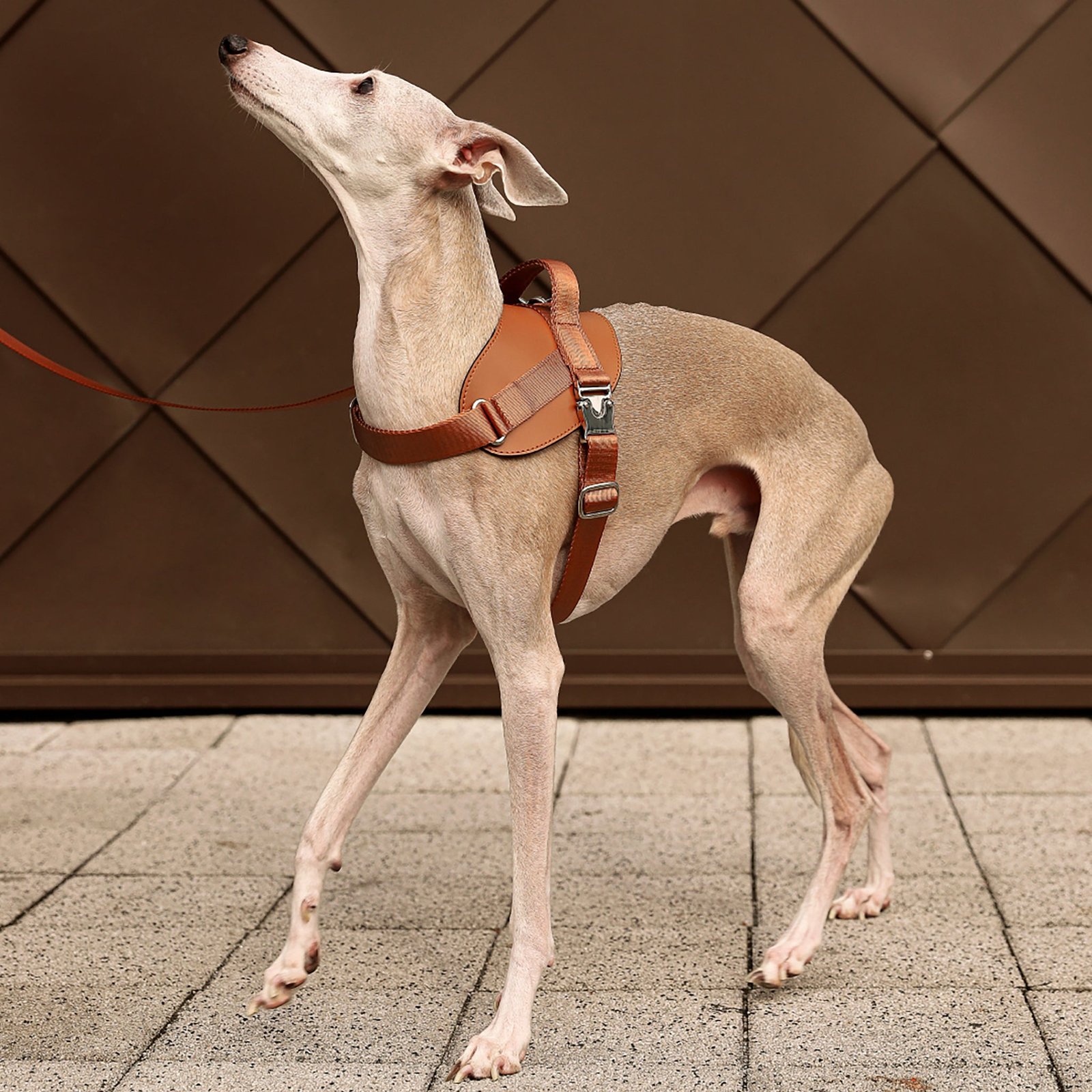 Saddle Harness Camel – Premium Adjustable Saddle Harness for Dogs | Glawn™ - Image 3