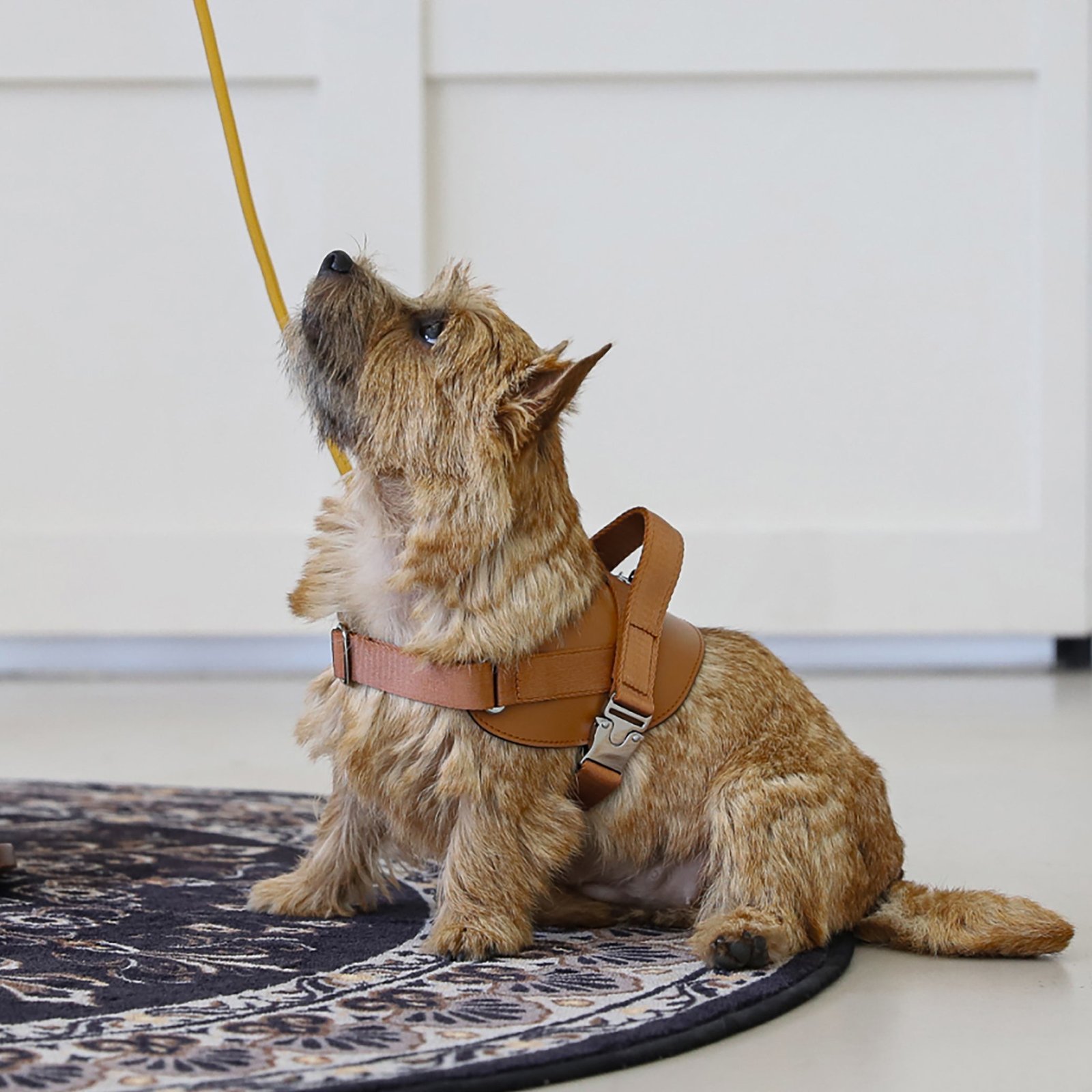 Saddle Harness Camel – Premium Adjustable Saddle Harness for Dogs | Glawn™ - Image 8