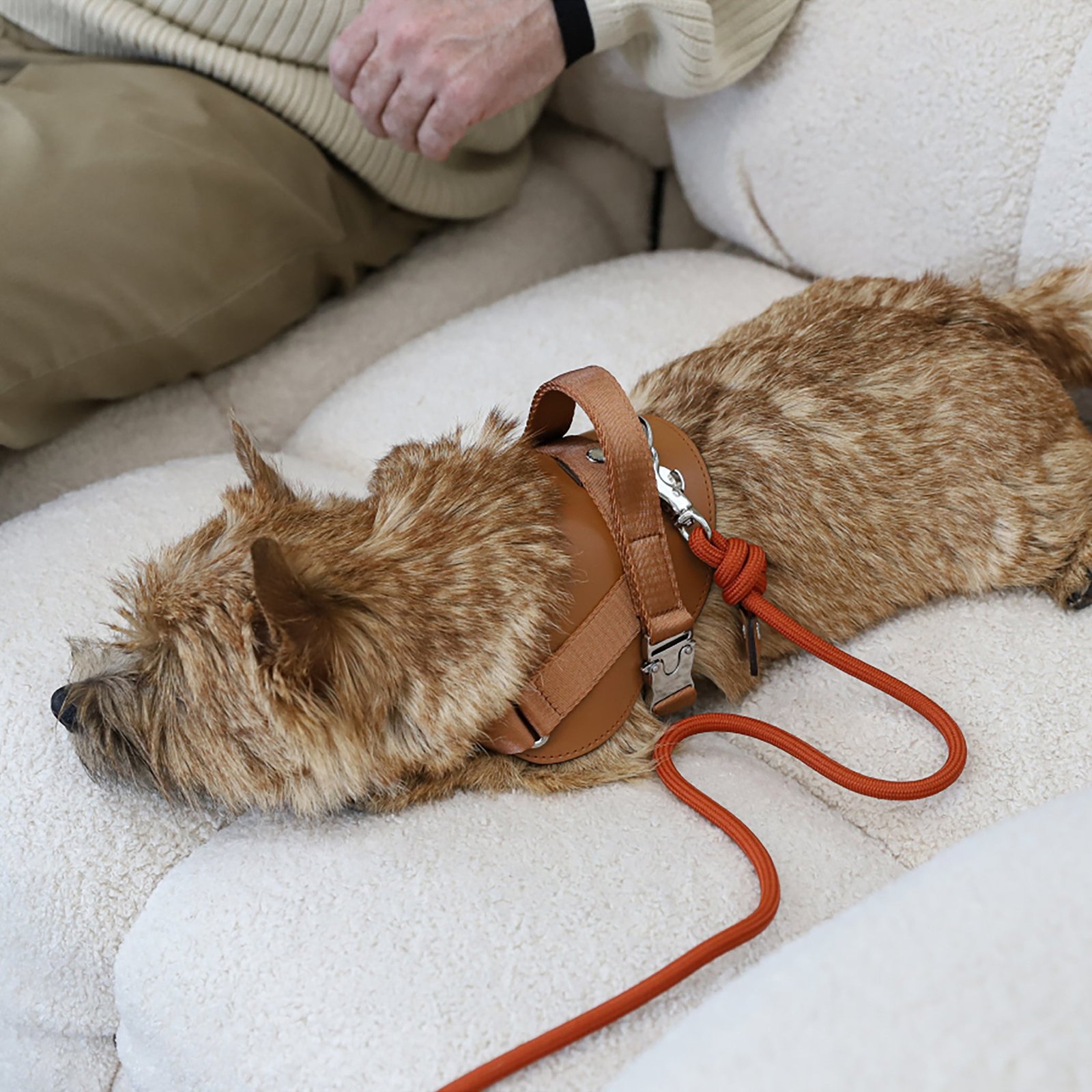 Saddle Harness Camel – Premium Adjustable Saddle Harness for Dogs | Glawn™ - Image 10