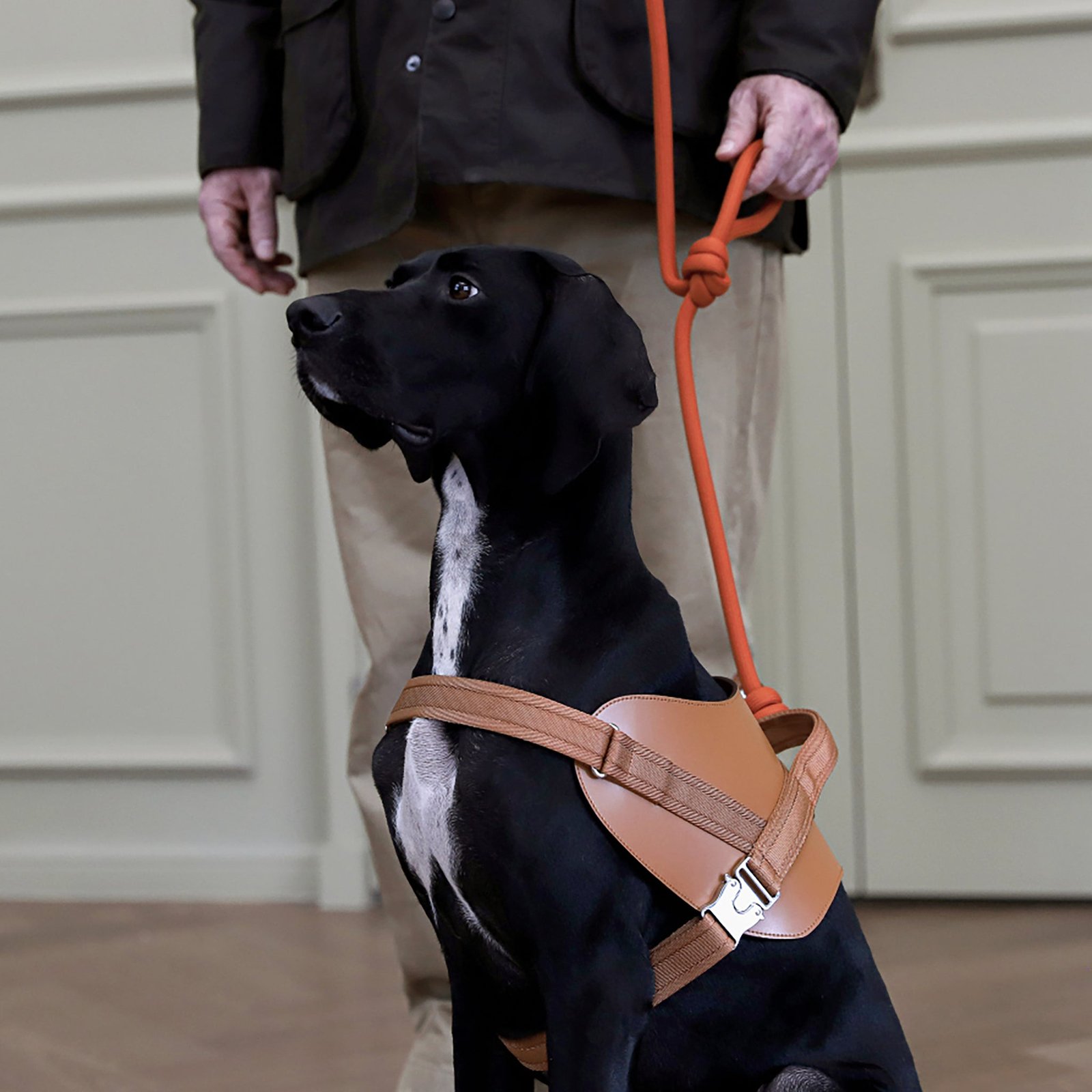 Saddle Harness Camel – Premium Adjustable Saddle Harness for Dogs | Glawn™ - Image 12