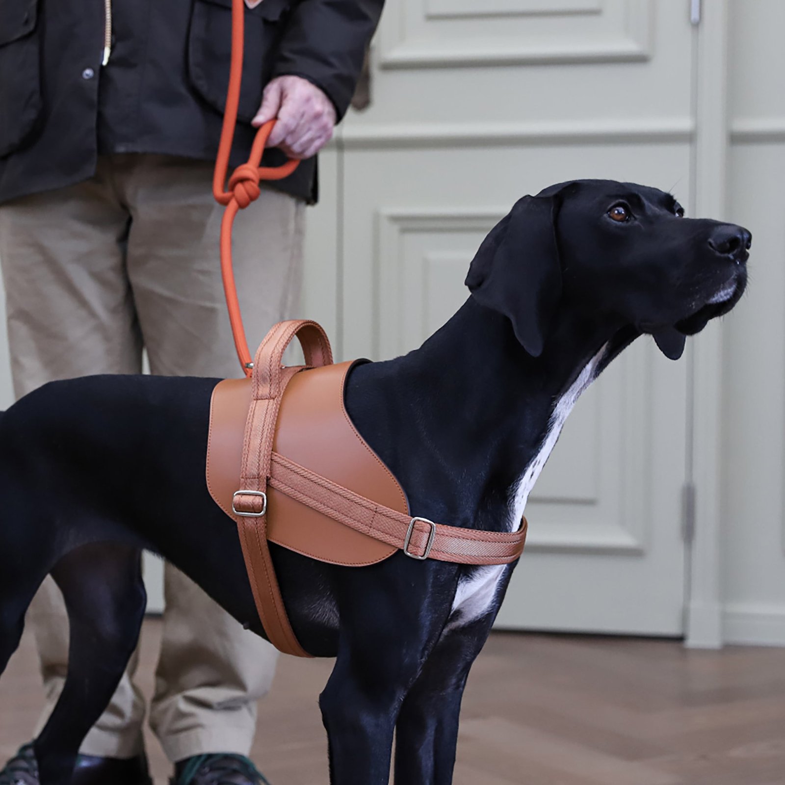 Saddle Harness Camel – Premium Adjustable Saddle Harness for Dogs | Glawn™ - Image 13