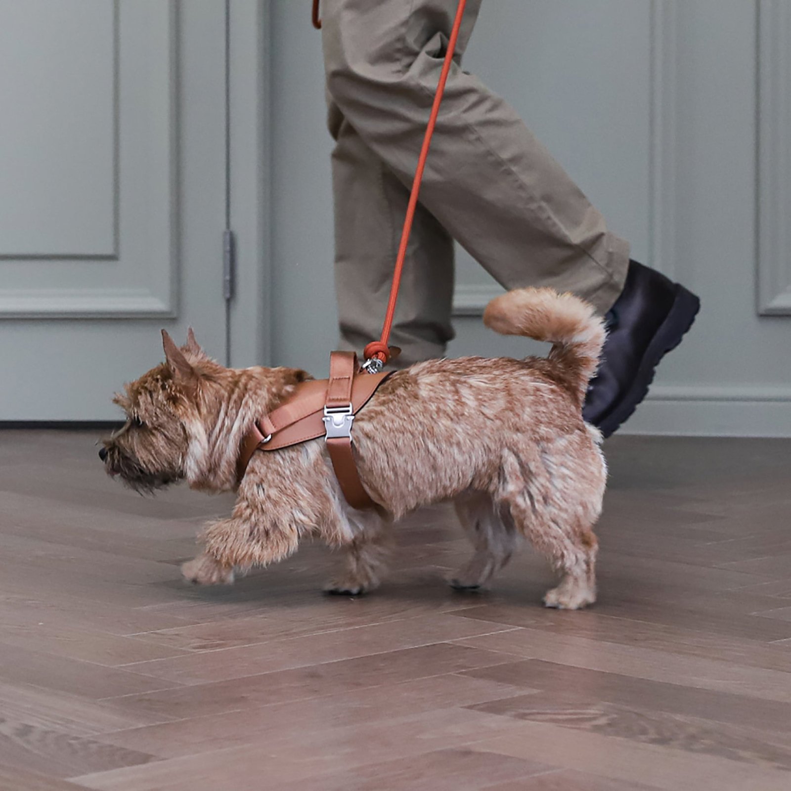 Saddle Harness Camel – Premium Adjustable Saddle Harness for Dogs | Glawn™ - Image 15