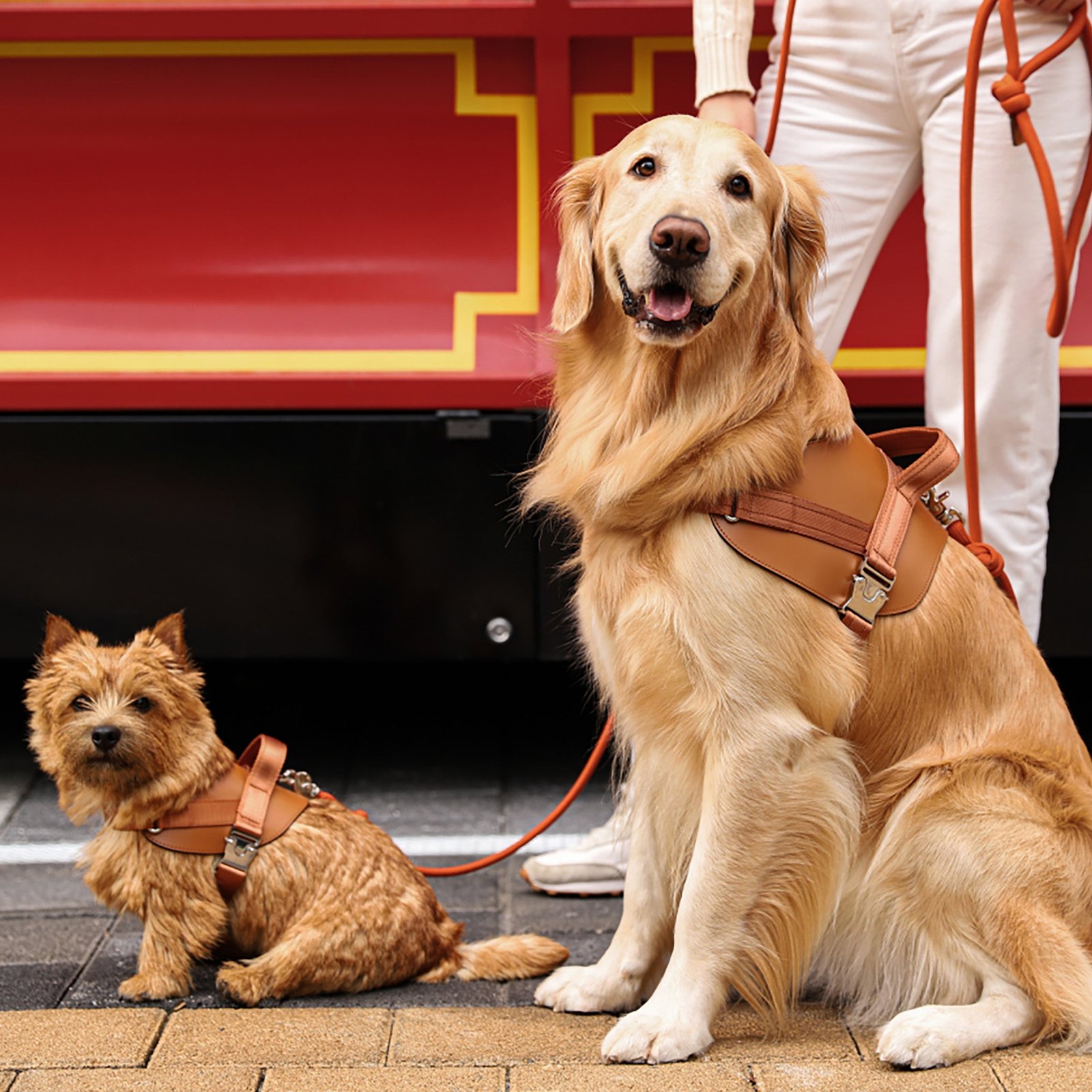 Saddle Harness Camel – Premium Adjustable Saddle Harness for Dogs | Glawn™ - Image 16