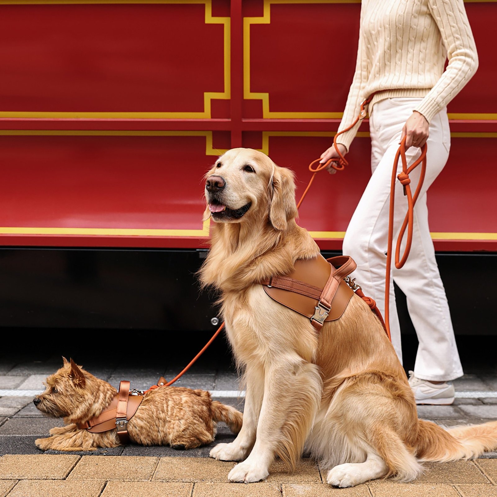 Saddle Harness Camel – Premium Adjustable Saddle Harness for Dogs | Glawn™ - Image 18