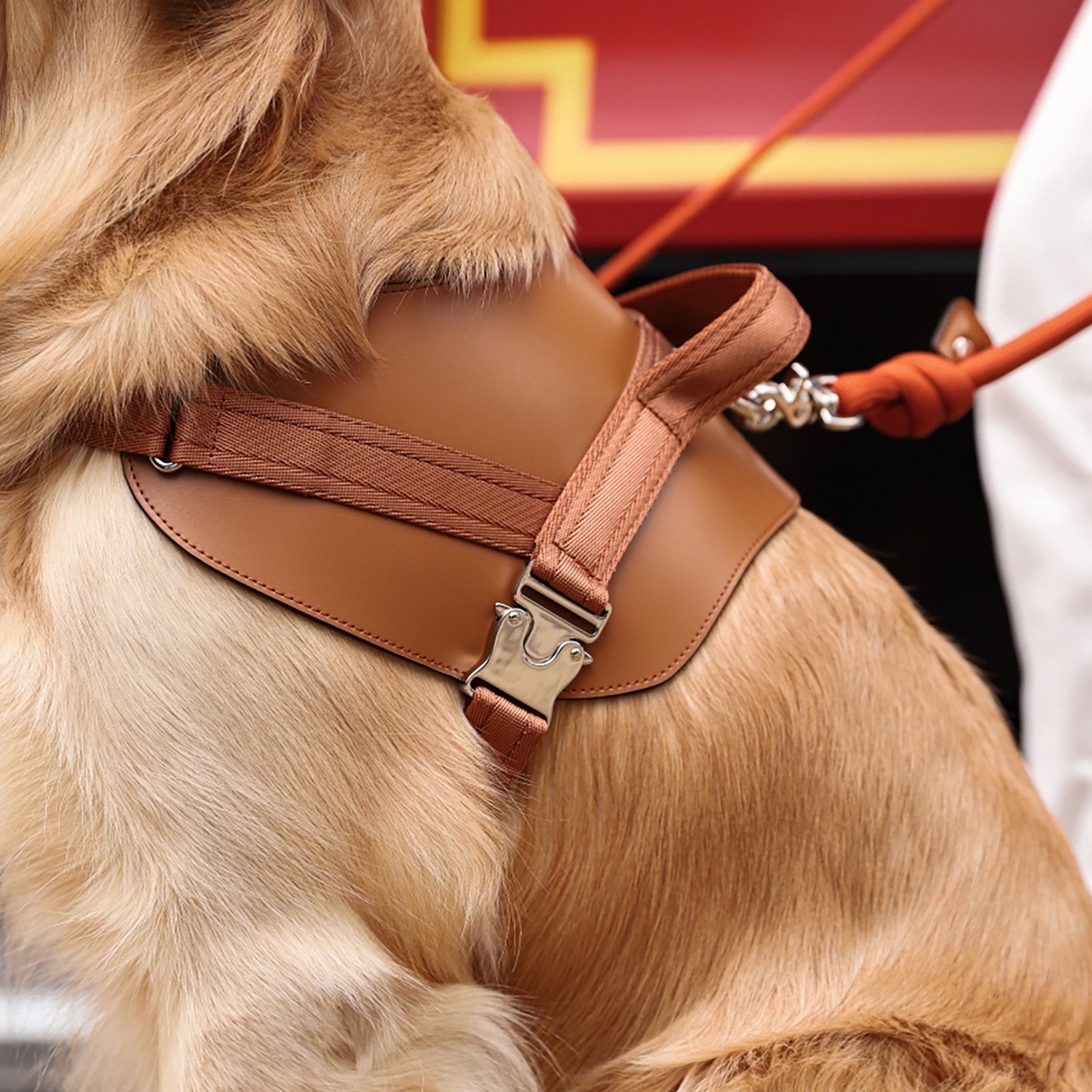 Saddle Harness Camel – Premium Adjustable Saddle Harness for Dogs | Glawn™ - Image 34