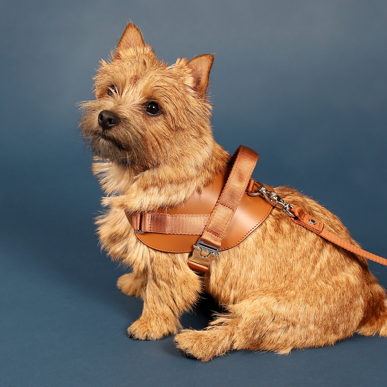 Saddle Harness Camel – Premium Adjustable Saddle Harness for Dogs | Glawn™ - Image 24